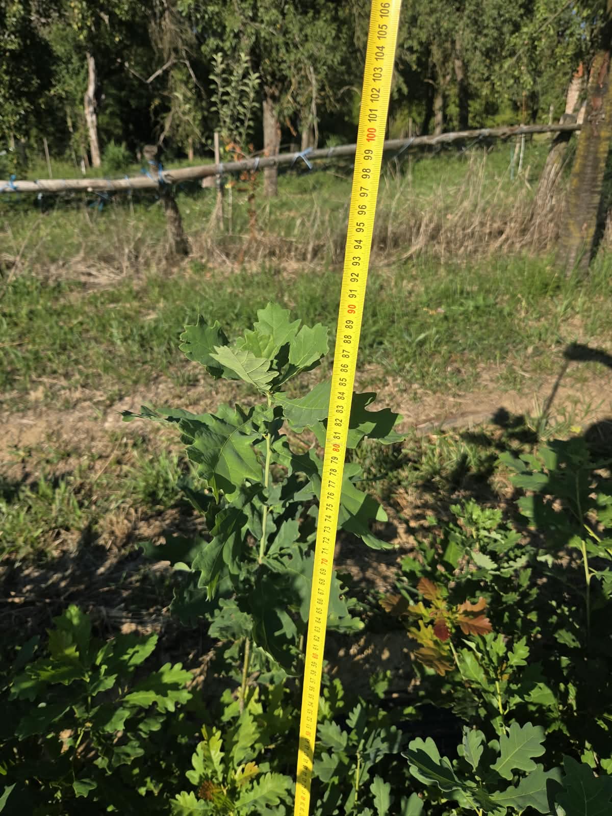 Hrast lužnjak 30-70cm | Hrast lužnjak 1.jpeg